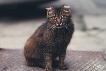 Animals, Cat, Fluffy, Sight, Opinion, Nice, Sweetheart HD wallpaper