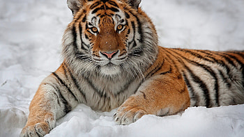 Intricate tiger artwork, Artistic tiger interpretations HD wallpaper