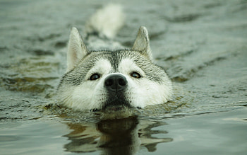 Animals, Water, Dog, Muzzle HD wallpaper