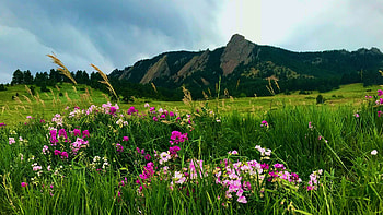 The Flatirons, Boulder, Colorado, wildflowers, hills, sly, blossoms, landscape, clouds, colors, usa HD wallpaper