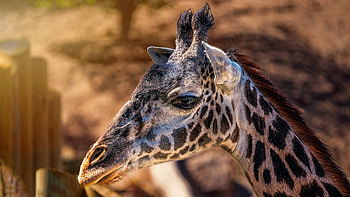 Giraffes Head Closeup , giraffe, animals HD wallpaper