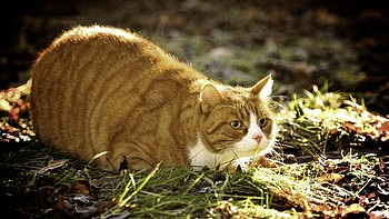 Animals, Grass, Cat, To Lie Down, Lie, Thick, Fat, Hunting, Hunt HD wallpaper