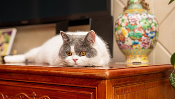 Cat, animal, kitten, kitty HD wallpaper