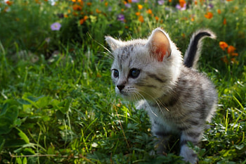 ღ❤ღ, animal, kitten, cat, flowers HD wallpaper
