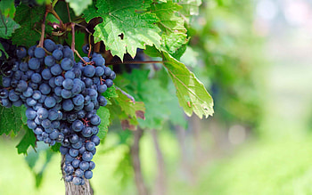 Grape vineyard beauty, Colorful leaves, Fresh harvest, resolution HD wallpaper