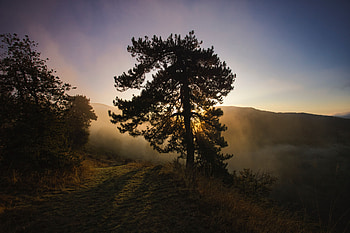 Landscape, Nature, Dawn, Wood, Tree, Fog, Hills HD wallpaper