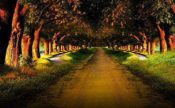 tree road, grass, road, forest, tree HD wallpaper