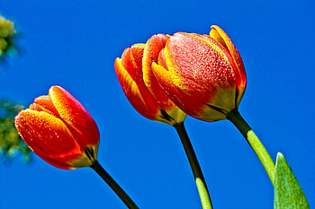 Flowers, Sky, Tulips HD wallpaper