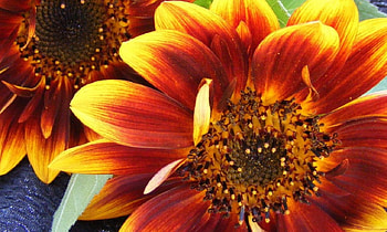 Flowers sunshine, sun, petals, yellow, flower HD wallpaper