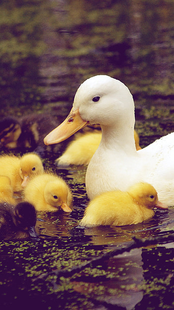 Majestic duck, Elegant plumage, Nature's masterpiece, Brilliant colors HD phone wallpaper