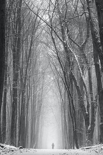 Trees, Snow, Silhouette, Miscellanea, Miscellaneous, Loneliness, Snowstorm HD phone wallpaper
