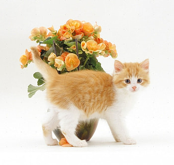 kitty and begonias, kitty, animals, cats, begonias, flowers HD wallpaper