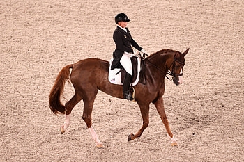 Dressage sports, FEI dressage european championships, Germany firm favourites, Home event HD wallpaper