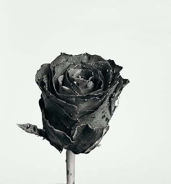 Elegant black rose close-up with dew drops on petals in monochrome tones. HD phone wallpaper