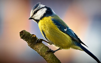 Yellow Birds, Sunny Disposition, Cheerful Plumage, Vibrant Feathers HD wallpaper