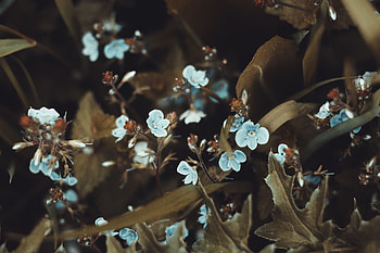 Flowers, Leaves, Macro, Bloom, Flowering, Small Flowers HD wallpaper