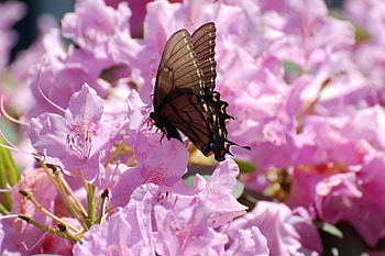 Gentleness and Love for CHERIE , morning, shiny day, precious, touch, gentleness, butterfly, animals, friends, wings, sweet, garden, summer, love, flowers, friendship, soft pink, lovely HD wallpaper