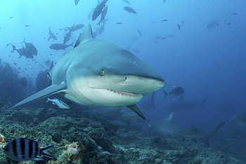 Bull Shark, animal, bull, shark, ocean HD wallpaper