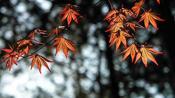 Autumn leaves, Vibrant orange, Nature's palette, Fall scenery HD wallpaper