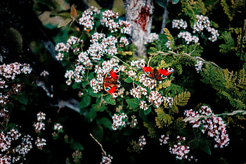 Butterflies, Flowers, Summer, Patterns, Macro, Blur, Smooth HD wallpaper