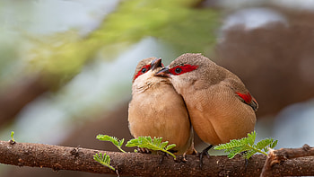 Kissing birds, pasari, bird, valentine, love, couple, cute, kiss HD wallpaper