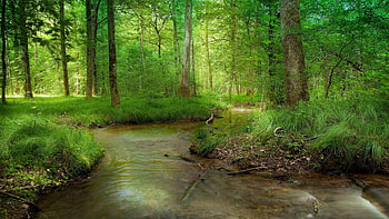 peaceful forest stream, flowing, grass, forest, stream HD wallpaper