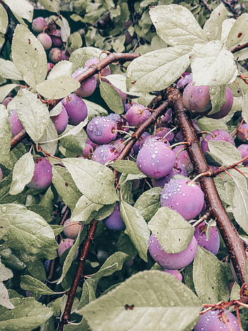 Fruits, Food, Leaves, Plum, Branch HD phone wallpaper