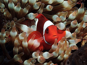 background, Clownfish aesthetics, Marine-themed , Underwater beauty HD wallpaper