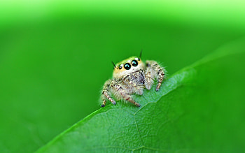 Jumping spider collection, Colorful spiders, Rapid movement, material HD wallpaper