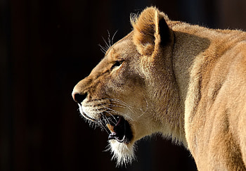 Animals, Grin, Muzzle, Lion, Predator, Profile HD wallpaper