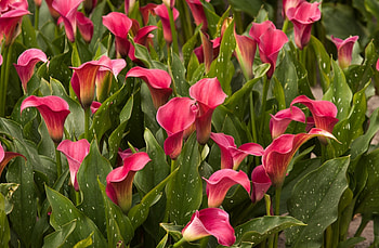 Flowers, Leaves, Flower Bed, Flowerbed, Calla, Lot, Callas HD wallpaper