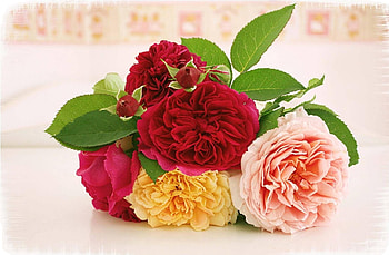 Flowers, Roses, Leaves, Lie, To Lie Down, Blur, Smooth, Bouquet HD wallpaper