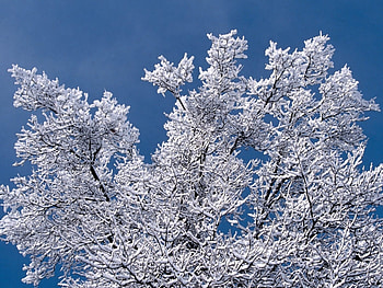 Landscape, Winter, Trees HD wallpaper