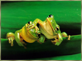 Hey...Me FIRST!, two, frogs, animals, green, pair, pushing HD wallpaper