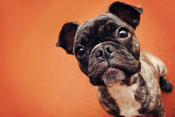 Animals, Dog, Muzzle, Spotted, Spotty, Sight, Opinion, Puppy, Bulldog HD wallpaper