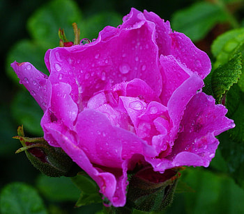 Beauty, flower, peony, nature, marco HD wallpaper