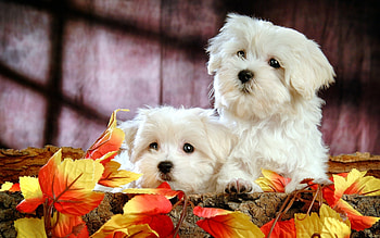 Couple, Bolognese Dog HD wallpaper