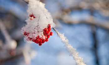 Ice Berries, berries, frost, early winter, snow HD wallpaper