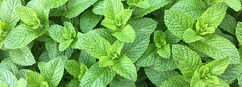 What is spearmint, Mentha spicata, Aromatic herb, Twinings tea HD wallpaper
