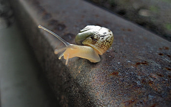 Nature, Macro, Snail, Rail, Creeps HD wallpaper