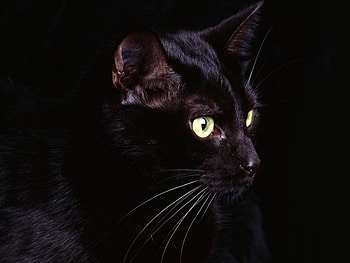 Animals, Cats HD wallpaper
