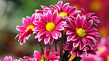 Pink Flowers, pink, nature, flowers, petals HD wallpaper