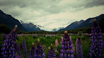 Mountains & Flowers in New Zealand, Scenery, New Zealand, Flowers, Nature, Landscapes, Mountains HD wallpaper