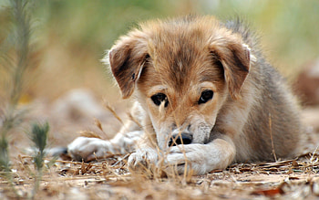 Animals, Dogs HD wallpaper