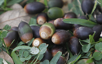 Drought, Deluge of acorns, Southeast Texas, Spurred HD wallpaper