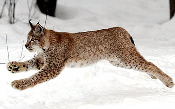 Animals, Winter, Snow, Iris, Bounce, Jump HD wallpaper