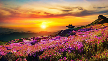Amazing Sunset, wildflowers, landscape, colors, sky, mountains, sun HD wallpaper
