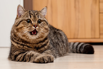 Animals, Cat, Lies, Muzzle, Sight, Opinion, On The Floor HD wallpaper