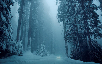 winter night forest fox HD wallpaper