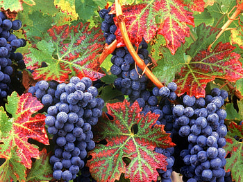 Plants, Grapes HD wallpaper